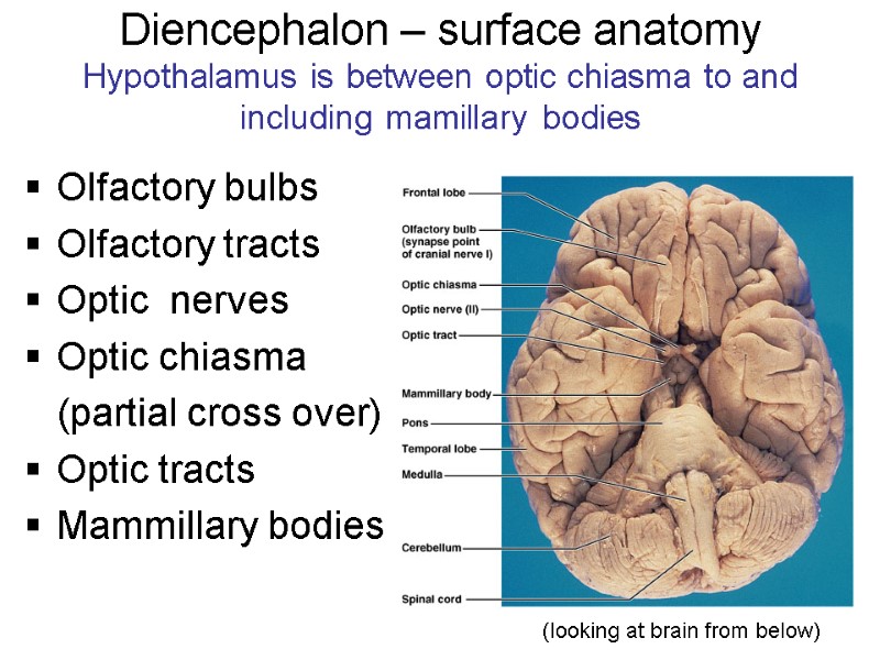 Diencephalon – surface anatomy Hypothalamus is between optic chiasma to and including mamillary bodies